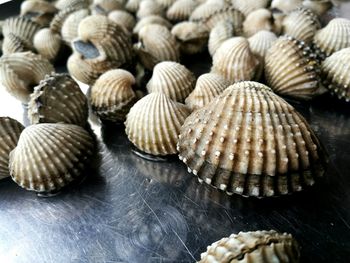 High angle view of seashells