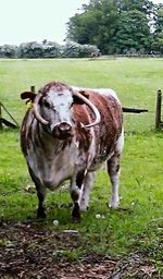 Sheep grazing on grassy field