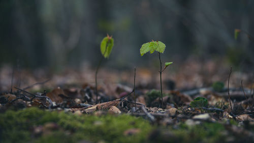 Close-up of small plant growing on field