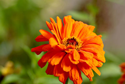 Close-up of orange flower