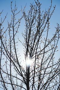 Low angle view of tree against sky