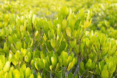 Close-up of crops growing on field