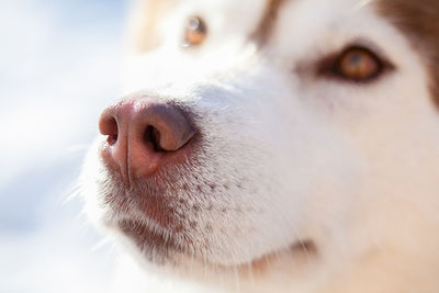 Close-up of dog