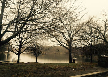 Bare trees on field