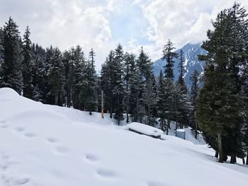 Trees on snow covered land against sky