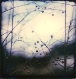 Close-up of plants against blurred background