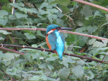 Bird perching on leaf