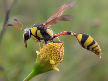 Close-up of bee on flower