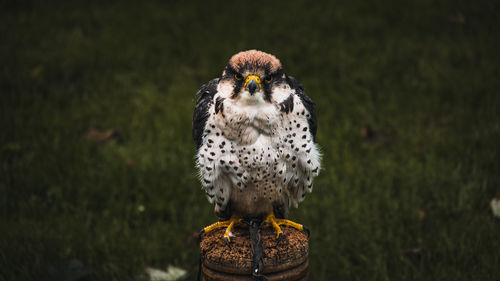 Close-up of owl perching