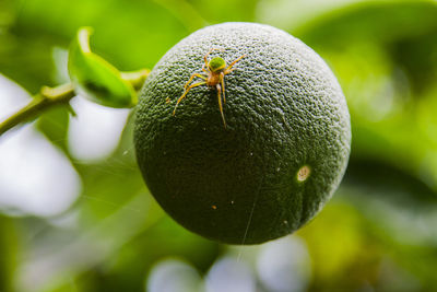 Close-up of fruit