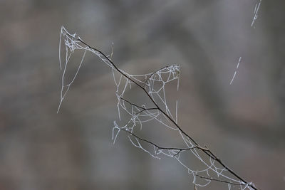 Close-up of spider web on dry plant