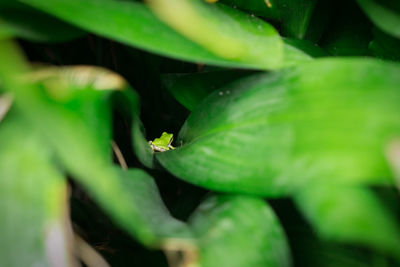 Close-up of insect on leaf