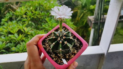 Cropped hand holding succulent plant