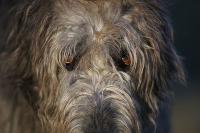 Close-up portrait of dog
