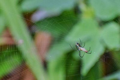 Close-up of spider on web