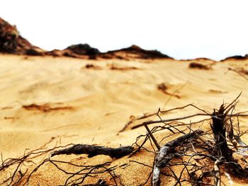 Scenic view of desert