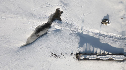 Cat on snow