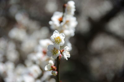 Close-up of white flowers