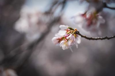 Close-up of pink cherry blossom