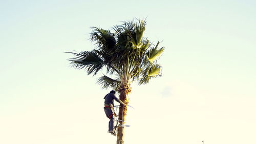 Low angle view of palm trees against clear sky