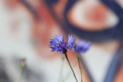 Close-up of purple flowers