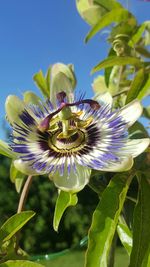 Close-up of purple flowers blooming in garden