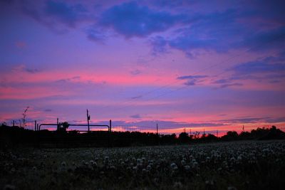 Flowers growing in field