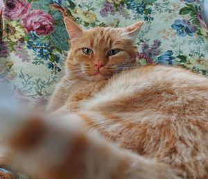 Portrait of cat relaxing on bed