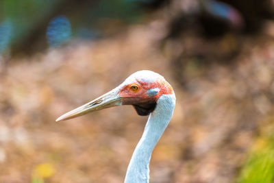 Close-up of crane