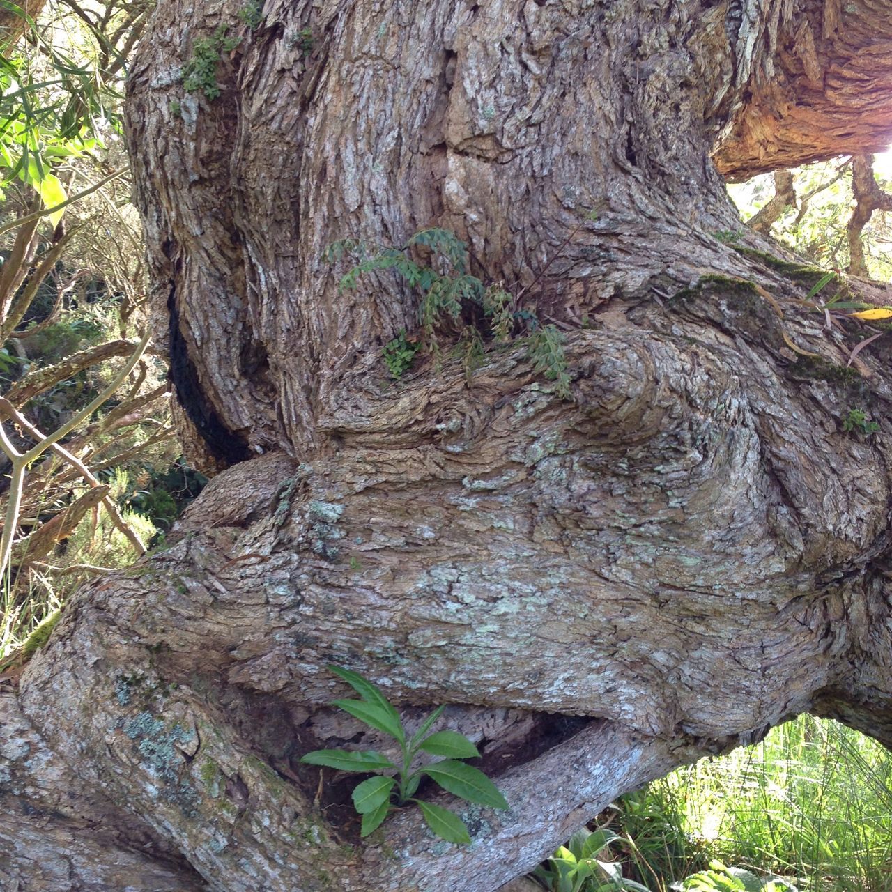 tree, tree trunk, growth, branch, nature, textured, green color, bark, forest, moss, leaf, plant, tranquility, close-up, wood - material, rough, outdoors, day, beauty in nature, no people