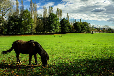 Horse on field against sky