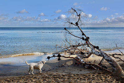 Dog, golden retriever, on the beach sniffing the driftwood. blue sky, scenic clouds.