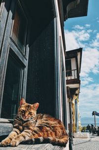 Portrait of cat relaxing on window sill