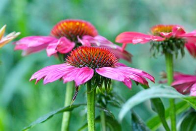 Close-up of pink flowering plant