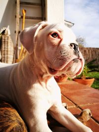 Close-up of dog looking away while sitting outdoors