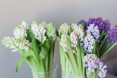 Close-up of purple flowering plant in vase