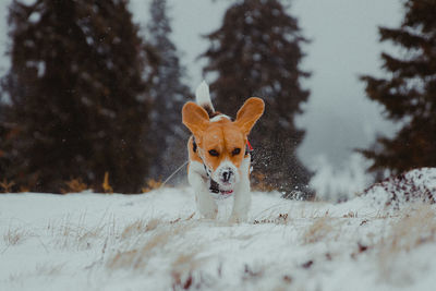 Portrait of dog running in snow