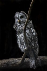 Owl perching on tree in zoo