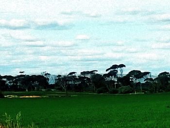 Houses on grassy field