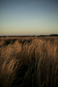 Scenic view of wheat field against sky