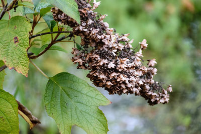 Close-up of fresh green leaves on tree