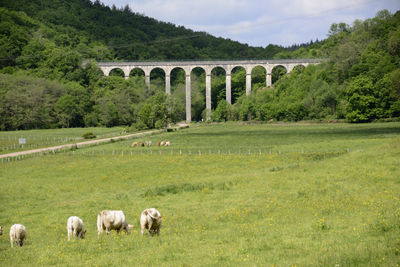 Cows grazing on field by bridge against sky