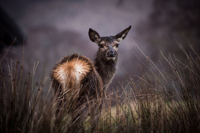 Close-up of a red deer in a field