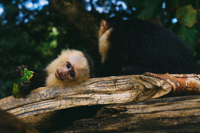 Monkey sitting on tree in forest