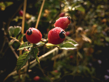 Close-up of red berries growing on tree