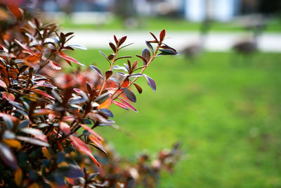 Close-up of insect on plant