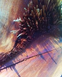 High angle view of lizard on wooden table