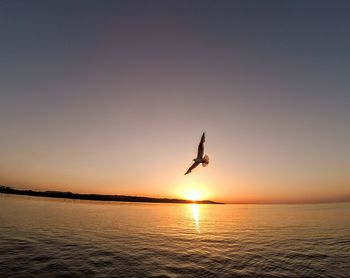 Bird flying over sea against sky during sunset