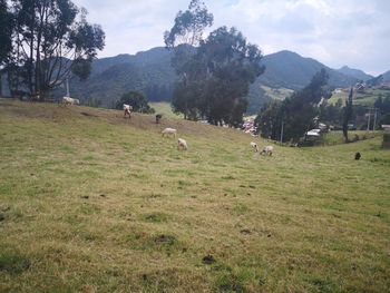 Scenic view of grassy field against sky
