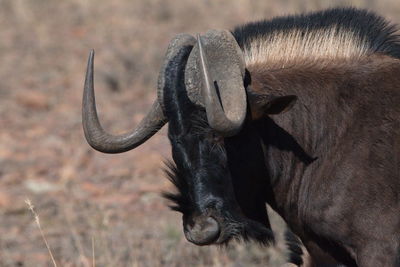 Close-up of black wildebeest on field in forest